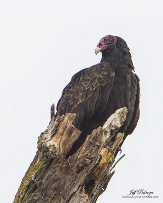 Turkey Vulture