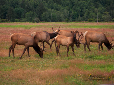 Grazing Elk 