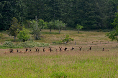 Herd of Wapiti