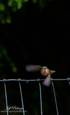 Rufous Hummingbird in flight