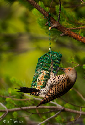 Hungry Northern Flicker