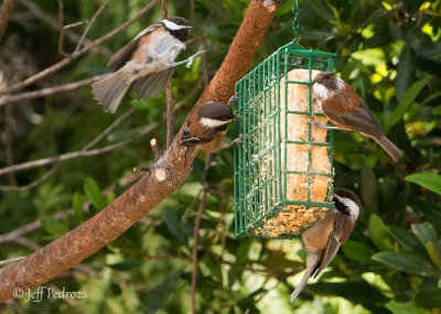 A flock of Chestnut-backed Chickadees