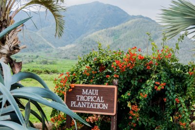 2440 Maui Tropical Plantation