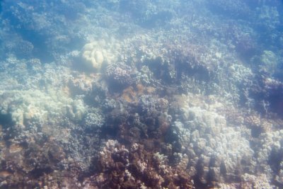 2601 Underwater Scenes from the Reef Dancer at Mala Wharf ruins