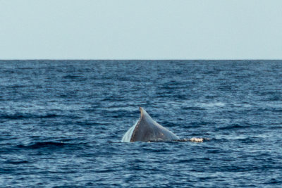 2856 Whale