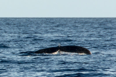 2859 Whale