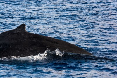 3016 Pacific Whale Foundation Cruise