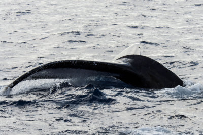 3047 Pacific Whale Foundation Cruise