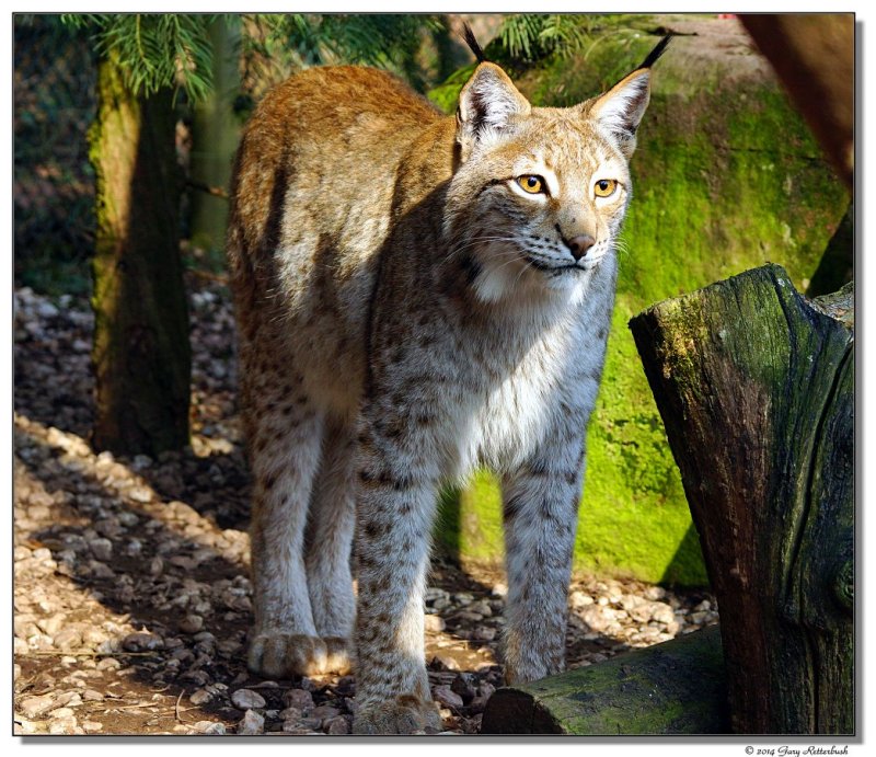 a77-13243-lynx1-sm.JPG