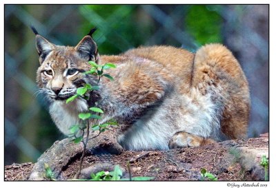 a77-09985-luchs-sm.JPG