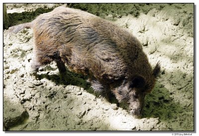 a77-10059-Wildschwein-sm.JPG