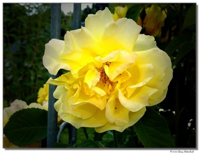 P1000502-yellowrose-yellowrose2-sm.JPG