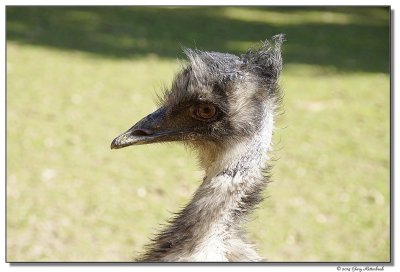 DSC03261-emu-sm.JPG