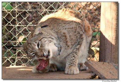 DSC03350-lynx4-sm.JPG