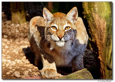 DSC03363-lynx2-sm.JPG