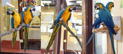parrots.jpg