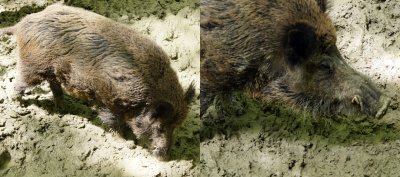 wildschwein.jpg