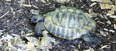 DSC03614-tortoise-epspc.JPG