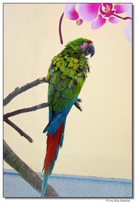 DSC03606-parrot2-sm.JPG