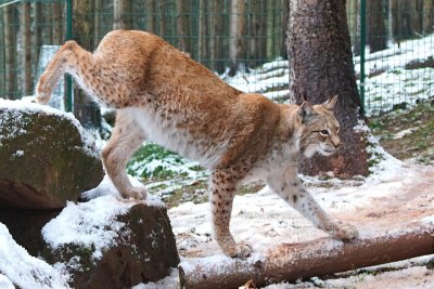 DSC03828-lynx-crop-sm.JPG