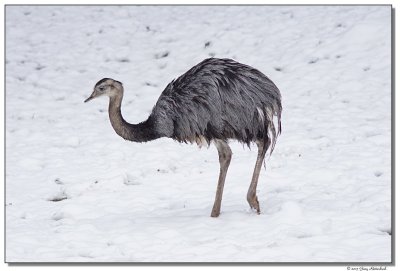 DSC03781-emu-sm.JPG