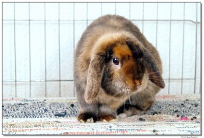 DSC08221-snickers-sm.JPG