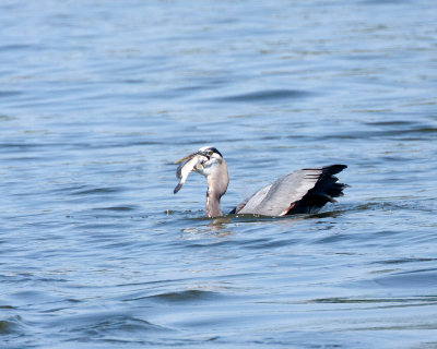 IMG_2217b.jpg
