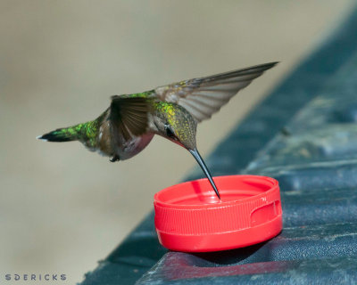 all_hummingbirds