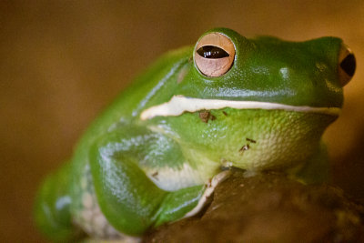 Zoo Planckendael