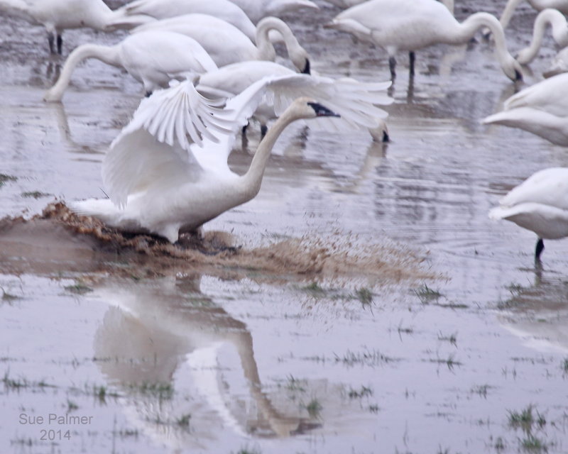 1-20-14 swan landing 0198.JPG