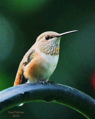 eh_2013_hummers