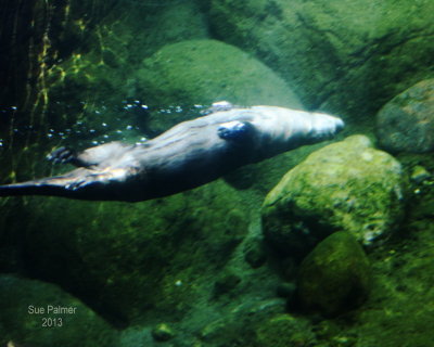 woodland_park_zoo