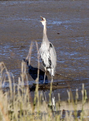 10-29 heron 8922.JPG