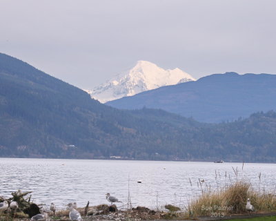 11-11 Samish Baker 9017.JPG
