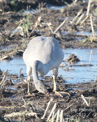 11-21 swan 9119.JPG