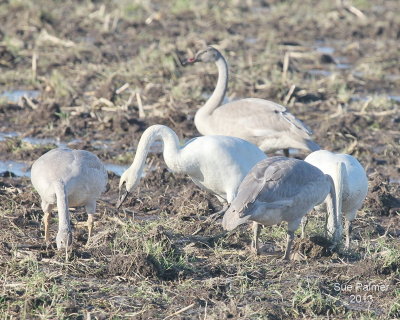 11-21 swans e 9145.JPG