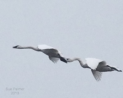 12-16-13 swans e 9285.JPG
