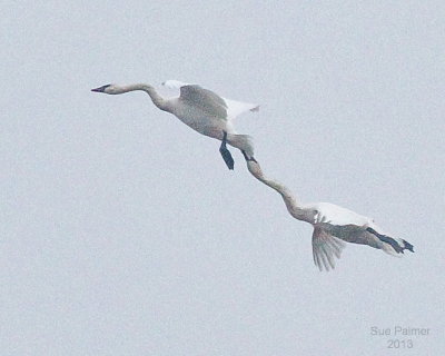 12-16-13 swans e 9286.JPG