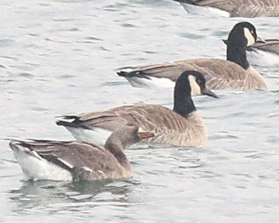 12-16-13 Honkers + e 9308.JPG