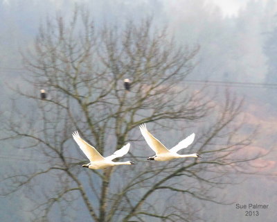 12-29-13 swans +e  9313.JPG