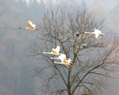 12-29-13 swans + 9313.JPG