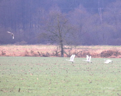 12-29-13 swans + gyr 9414.JPG