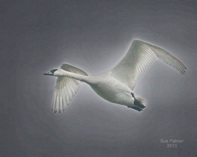 12-30-13 swan 9466.JPG