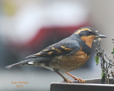 1-7-14 V thrush e 0009.JPG
