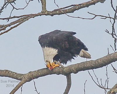1-20-14 eagle feeding 0264.JPG
