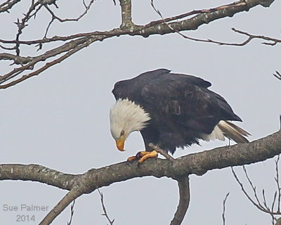 1-20-14 eagle feeding 0266.JPG