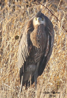 1-25-14 heron 0315.JPG