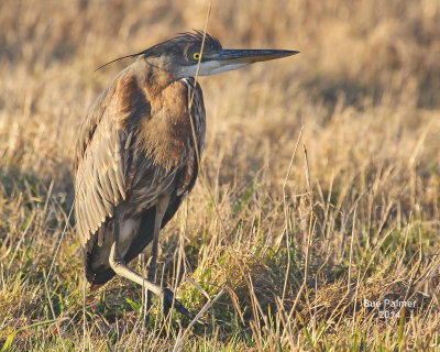 1-25-14 heron 0363.JPG