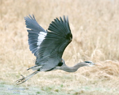 2-1 heron e 0563.JPG