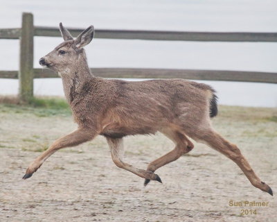 2-1 deer e 0484.JPG